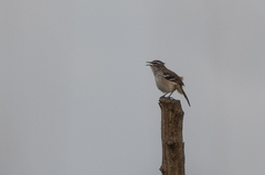 Cercotrichas hartlaubi