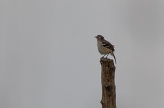 Cercotrichas hartlaubi