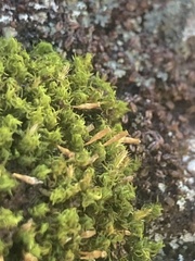 Ulota crispa
