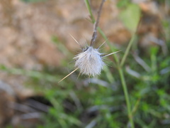 Centaurea idaea