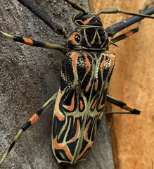 Acrocinus longimanus