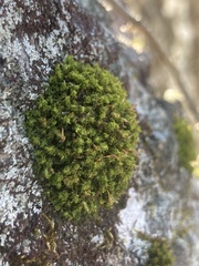 Ulota crispa