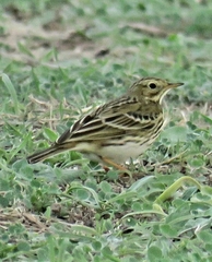 Anthus pratensis
