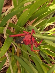 Phymateus morbillosus