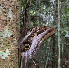 Caligo