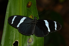 Heliconius antiochus