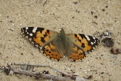 Vanessa cardui
