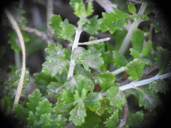 Teucrium