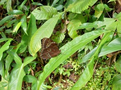 Morpho
