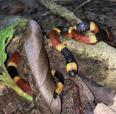 Micrurus mosquitensis