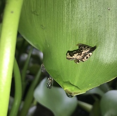 Dendropsophus ebraccatus