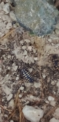 Porcellio ornatus