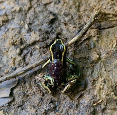 Phyllobates lugubris