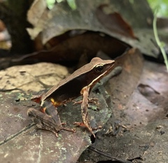 Lithobates warszewitschii