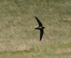 Hirundapus caudacutus