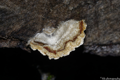 Stereum sanguinolentum