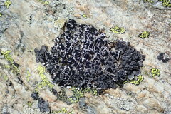 Umbilicaria cylindrica