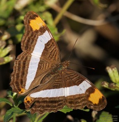 Adelpha fessonia