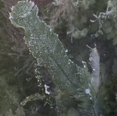 Caulerpa