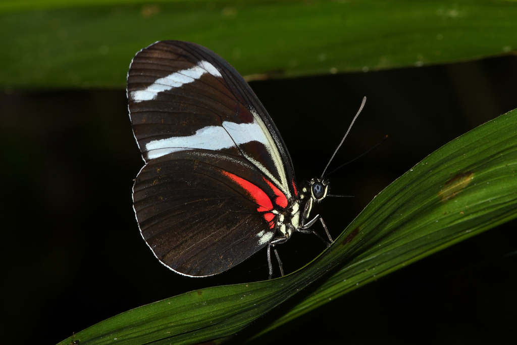 Heliconius antiochus