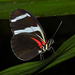 Heliconius antiochus - Photo (c) Ken Kertell, some rights reserved (CC BY-NC), uploaded by Ken Kertell