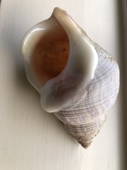 Struthiolaria papulosa