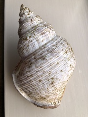 Struthiolaria papulosa