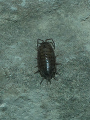 Isopoda