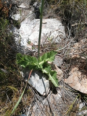 Lichtensteinia