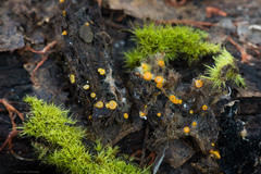 Arachnopeziza aurelia