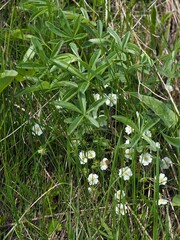 Potentilla alba