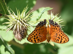 Cirsium monocephalum