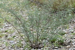 Indigofera lindheimeriana