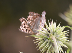 Cirsium monocephalum
