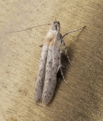 Obithome punctiferella