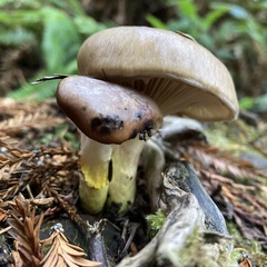 Gomphidius oregonensis