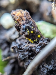 Calycina claroflava