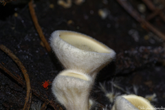 Schizophyllum amplum