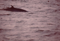 Balaenoptera acutorostrata