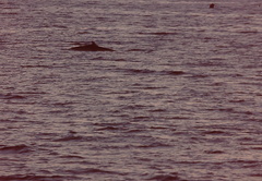 Balaenoptera acutorostrata