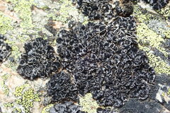 Umbilicaria cylindrica