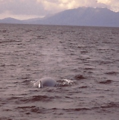 Balaenoptera acutorostrata