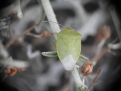 Acrosternum millierei