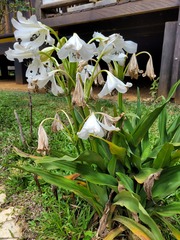Crinum jagus