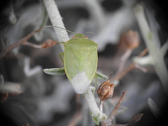 Acrosternum millierei