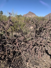 Cylindropuntia
