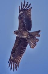 Milvus migrans lineatus