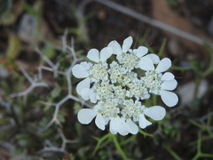 Tordylium officinale