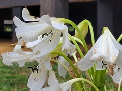 Crinum jagus