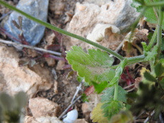 Tordylium officinale